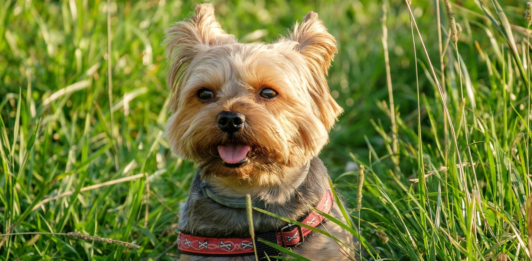 Peppy ペピイ 世界の犬種百科 ヨークシャー テリア 原産地はイングランド ヨーキー という愛称で親しまれ その可憐さと絹のような長く美しい毛色から 動く宝石 とも呼ばれ 世界中で愛されています 自立心が強くとても活発でエネルギッシュ Peppy ペピイ 世界の犬種百科 ヨークシャー テリア 原産地はイングランド ヨーキー という愛称で親しまれ その可憐さと絹のような長く美しい毛色から 動く宝石 とも呼ばれ 世界中で愛されています 自立心が強くとても活発でエネルギッシュ