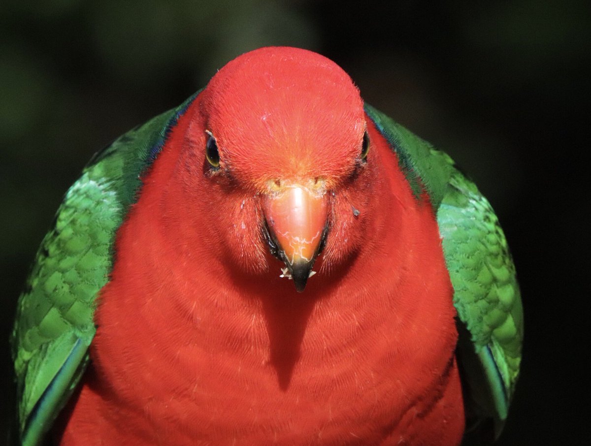 King parrot #ownpic