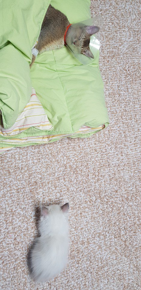 오짱 ori was sick and looks like jjang-ah went to sleep with her?:cthe youngest sisters are getting along really well ㅠㅠ