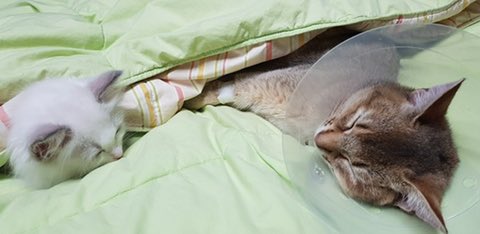 오짱 ori was sick and looks like jjang-ah went to sleep with her?:cthe youngest sisters are getting along really well ㅠㅠ