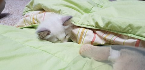 오짱 ori was sick and looks like jjang-ah went to sleep with her?:cthe youngest sisters are getting along really well ㅠㅠ