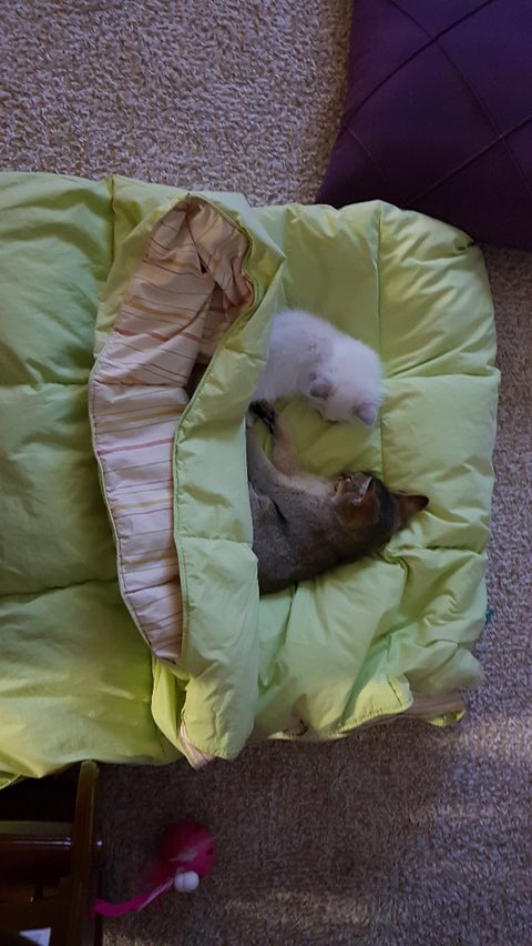 오짱 ori was sick and looks like jjang-ah went to sleep with her?:cthe youngest sisters are getting along really well ㅠㅠ