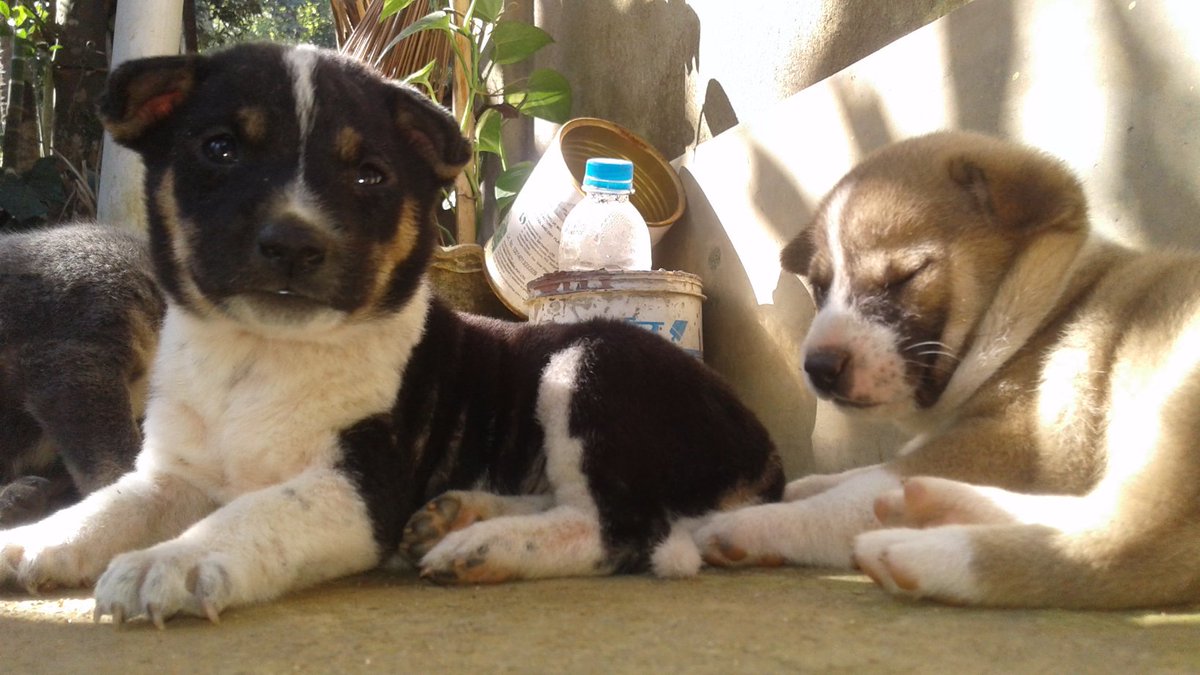 sagarupclose's tweet image. 🐶🐶😍✌

#simpleclick