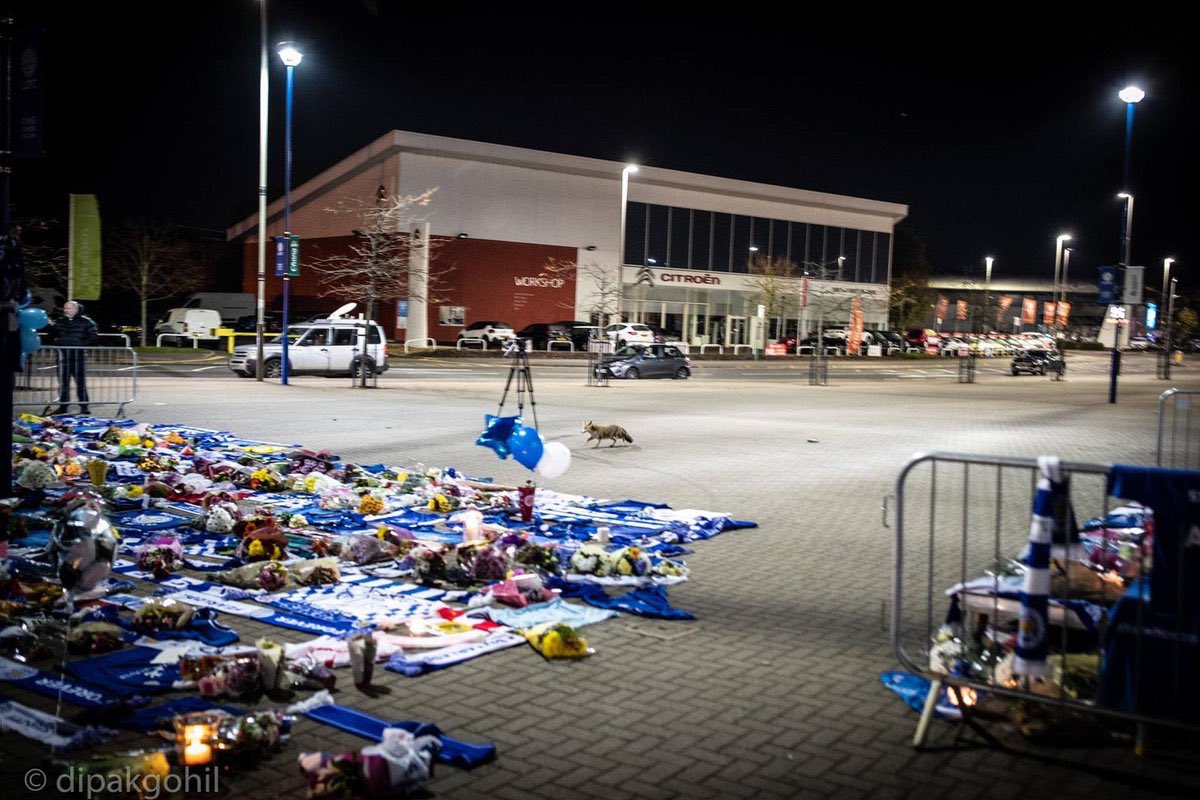 liamski7's tweet photo. @1Xtra this Fox appeared in Leicester outside the memorial at the Foxes’ King Power Stadium early Monday morning. This Fox is ok #justsaying #trashbag https://t.co/8nFUeoakWI