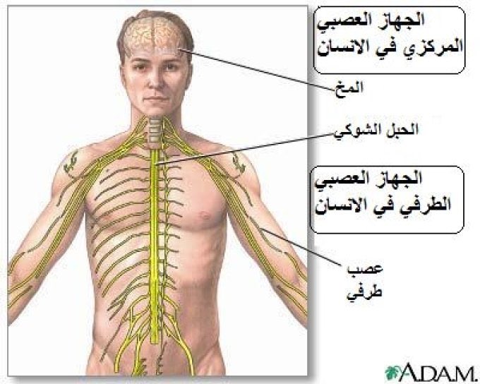 الدماغ والحبل الشوكي مكونات الجهاز العصبي