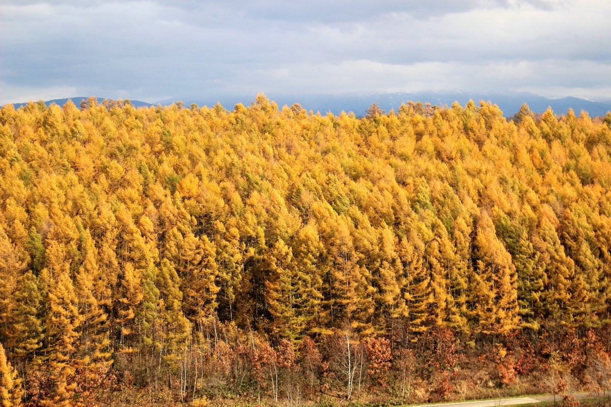 紅葉見頃 紅葉便り 18年11 1現在 紅葉情報 紅葉便り T Co Vg1ho4hxk4 北海道 の美瑛町ではカラマツの黄葉が見頃です 現地に行くには T Co Ufre2ykd3k 写真は Guided Cycling Tour美瑛 Tour Guidedのツイートhttps T Co Qvxazwgbm3