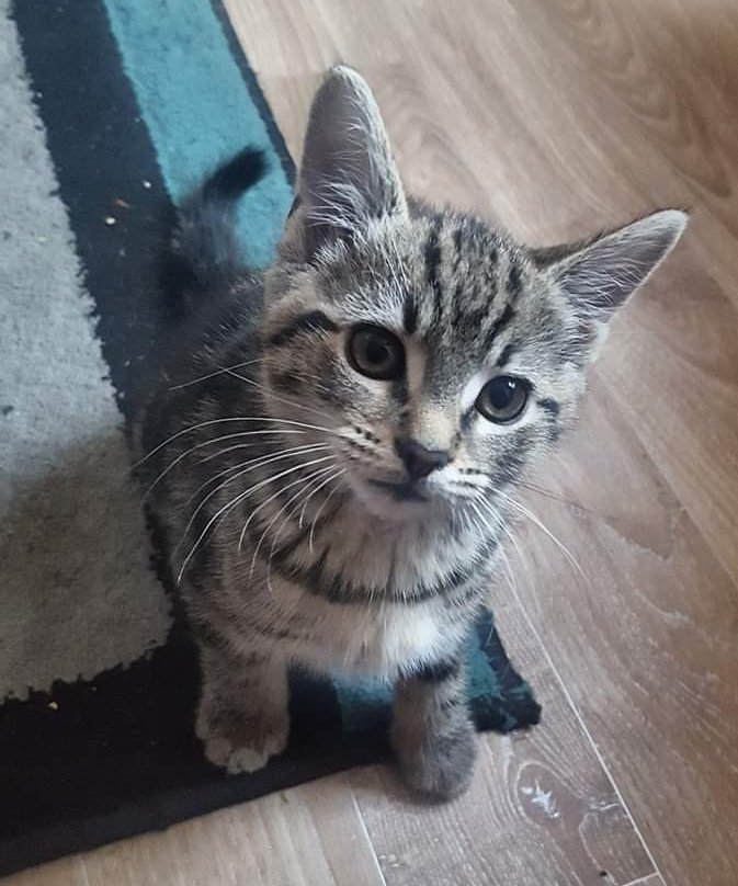 CovCPLostFound's tweet photo. MISSING KITTEN
Please help us find our kitten molly she's 9 weeks  lost in Hillfeilds area, Coventry.
Ref: Post Tracie
#cats #lostandfoundpets #missingcat #missingpets #lostcats #lostpets #foundcats #foundpets #Coventry #catsmatter #lovecats https://t.co/l1Wog7UxLK