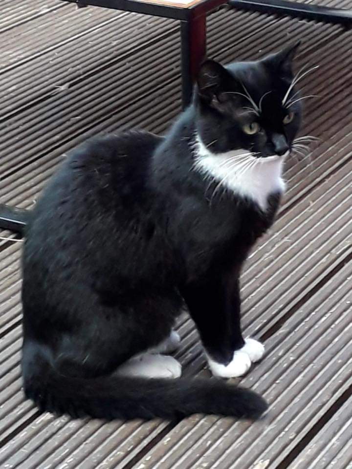 CovCPLostFound's tweet photo. FOUND
Hanging around for the last 2 months roughly. We think male . Do you recognise this cat ? Holbrooks area, Coventry
Ref: Post Hannah CP 
#cats #lostandfoundpets #missingcat #missingpets #lostcats #lostpets #foundcats #foundpets #Coventry #catsmatter #lovecats https://t.co/FDGhyLSQOG