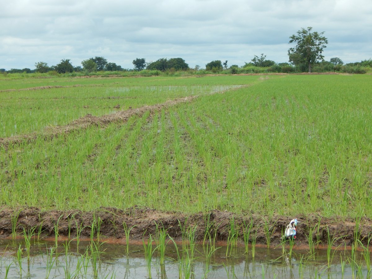 IfdcTamale's tweet photo. The @USAID @FeedtheFuture  Ghana Agriculture Technology Transfer (#ATT) Proj. ends with a lot of successes; a developed seed sector, empowered private sector, oriented smallholder farmers (men &amp; women) an increased rice, maize &amp; soybean yields, adoption &amp; utilization of farm tech https://t.co/EhEzEYqC6c