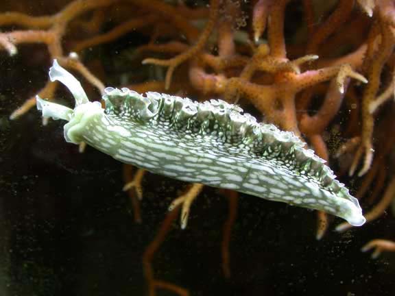Russell_Arnott's tweet photo. Here's the lettuce #seaslug. It eats algae but instead of digesting it, the slug incorporates the chloroplasts into its skin where they continue to photosynthesize, producing sugars for the slug using The Sun's energy!
🌞
It's a plant; it's an animal; IT'S A PLANIMAL!
#SeaSlugDay https://t.co/kjE7GHVyDL