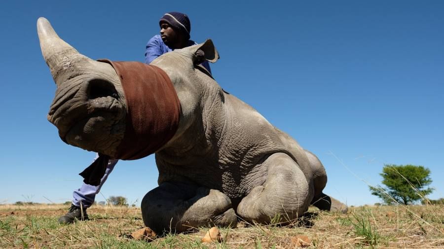 Носорог и осьминог носят десять пар. Носорог. Носорог рядом с человеком. Летающий носорог. Мощный носорог.