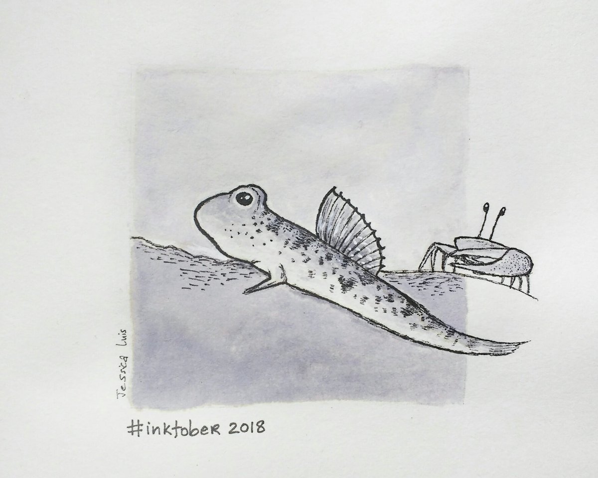 jess_luis_'s tweet photo. #inktober Day 23: #muddy
#Mudskipper (Periopthalmus sp.)

These tiny #amphibious #fish have specialised gill chambers that let them breathe out of water. They skip over #mudflats using their sturdy pectoral fins, and some even climb up #mangrove roots to hunt small crustaceans. https://t.co/jm8pnD9d38