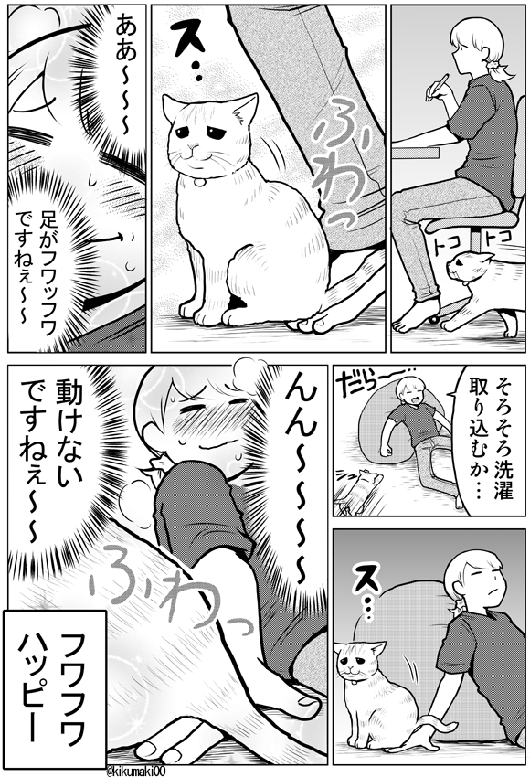 フワフワに時間を吸われる　#タレ目猫そむ　#タレ目猫そむが可愛すぎるんじゃ 