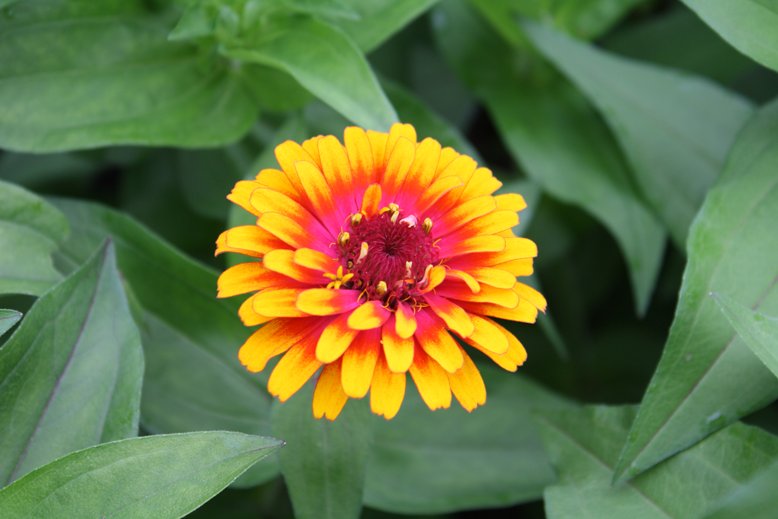 希望の花言葉 على تويتر ジニア 色によって印象が大きく異なる花 花言葉は 絆