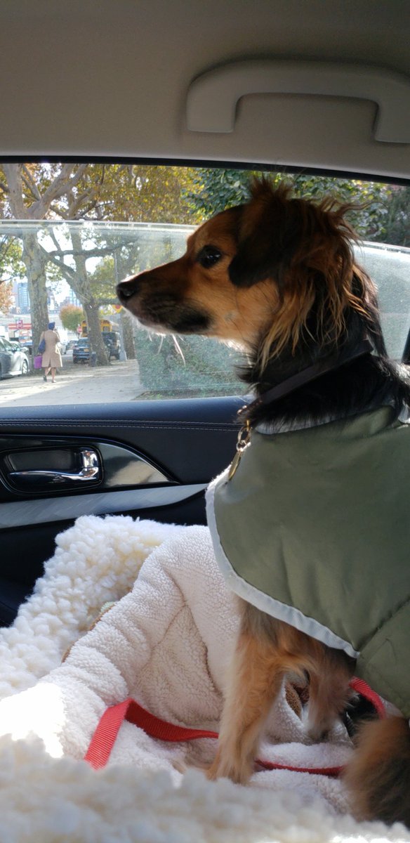 Juno is very focused when we car pool together! #Juno #carpool #comfortdog #76q 🐶💜💖