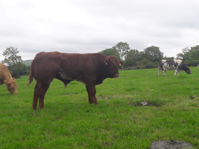 progressivegen's tweet photo. Brian Gallagher Ardlea Dan ADX calf with Joker dam in background, her last two sons brothers killed E grades, with over 450kg carcass
#Limousin #WinWithLim #PrestigeBeef #BelgianBlue #PGBred #IrelandGenetics #AgIE #calving18 #Farm #Sucklers #Agriculture #CountryLife #Cows https://t.co/TQ7GDSr58i