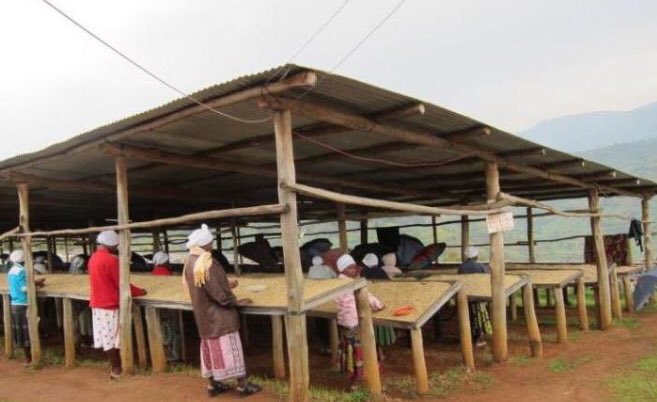 doriane_kaze's tweet image. Meet Dukunde Kawa Musasa, Rwanda:Enabling 1400+ Farmers to double their Income.The Cooperative reminds us that coffee is also about changing the farmers’ lives. @QuestionCoffee @rwashoscco @RoyalCoffee @RwandAgriExport @SCASA_Coffee 
#AFCA2019 #visitrwanda