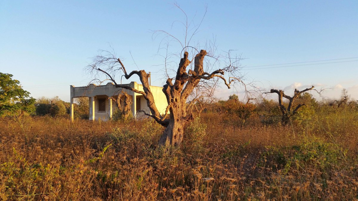 Exciting PhD project available to model plant disease #Xylella, #xylellafastidiosa, #planthealth #PhD under the supervision @drstevenmwhite  from @cehsciencenews and me @SPITFIRE_DTP  @UoSEngineering        noc.ac.uk/gsnocs/project…  @xf_actors @ponteprojecteu @cure_xf  @StampaCnr