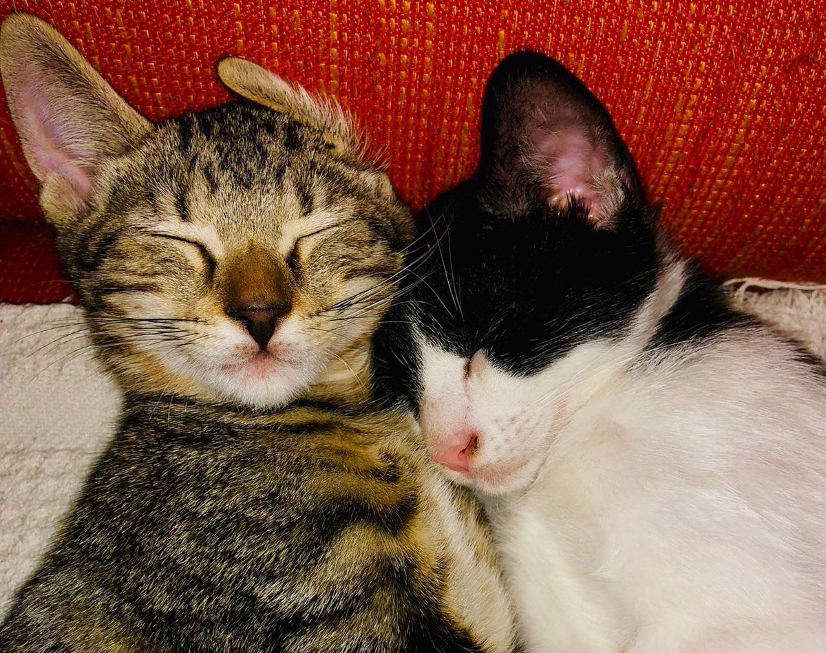 #Felizmartes Estos hermanitos #gatitos son muy amorosos! Necesitan un hogar con urgencia, sería perfecto que siguieran creciendo en su hogar definitivo! Acaban de cumplir 3 mesecitos y están listos para empezar una nueva aventura! laperritavaliente.org/ficha-1042 #kitten #Valencia #Adopta