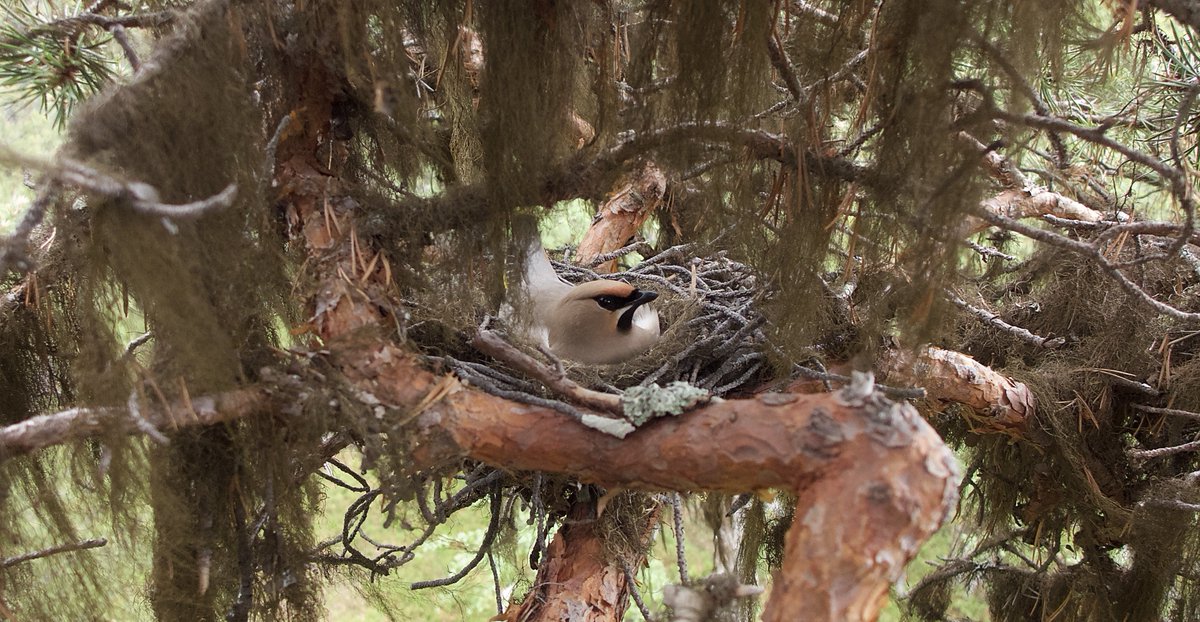 Waxwing incubating June 2013 Northern Finland