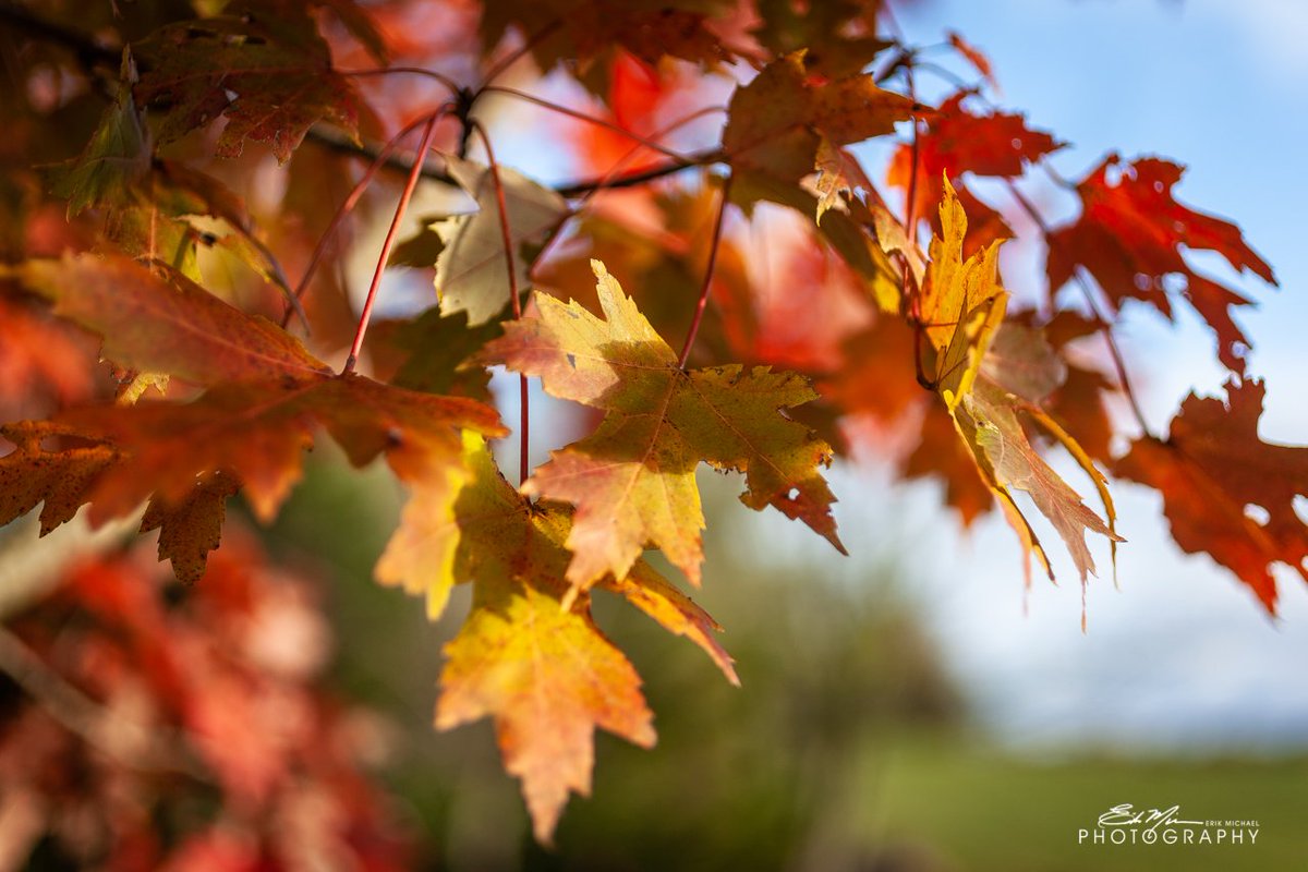 WhiteSpiderInc's tweet photo. Finally seeing some nice color here in Cross Junction, VA 🍁 @StormHour @PicBallot @nbcwashington @lakeholidayva @dougkammerer #StormHour #photohour #FallFoliage2018 https://t.co/9sNa6TBNCj