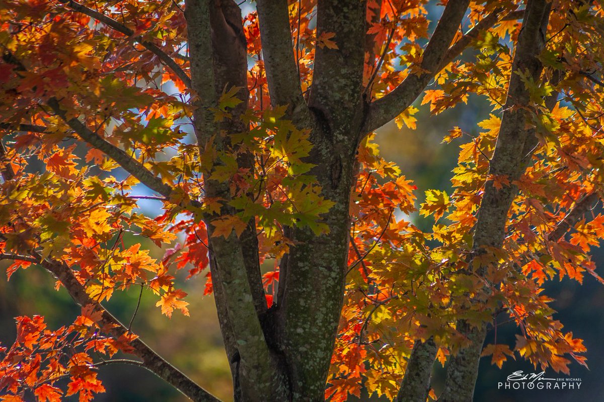 WhiteSpiderInc's tweet photo. Finally seeing some nice color here in Cross Junction, VA 🍁 @StormHour @PicBallot @nbcwashington @lakeholidayva @dougkammerer #StormHour #photohour #FallFoliage2018 https://t.co/9sNa6TBNCj
