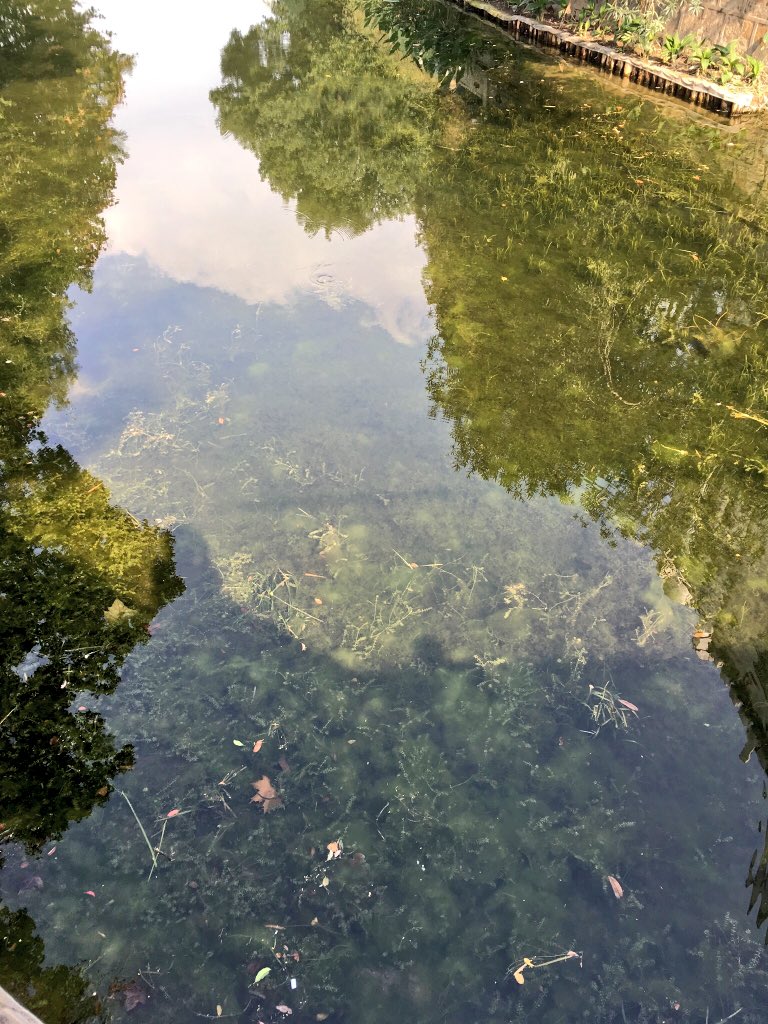 ヒロヲカ On Twitter 上海の河というと黄浦江や蘇州河 そして普陀や楊浦などどちらか言うとイケてない地域に残るクリークと とにかくどぶ川のイメージしかないと思いますが 唯一川底がはっきり見える清流が普陀区にあるのです なぜこの場所だけに清流があるのか