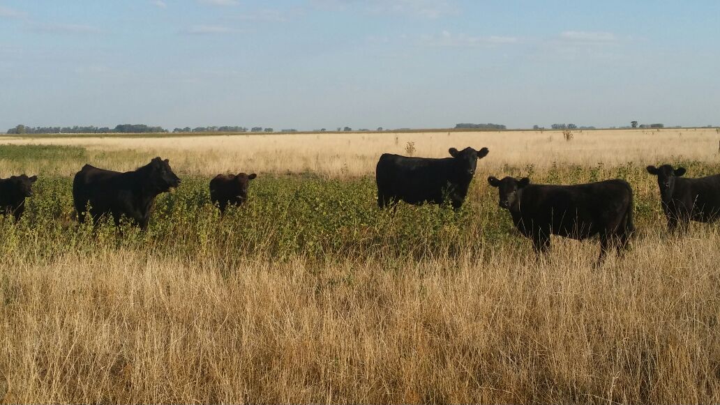 Santamehijos's tweet image. Una ternerada Angus negra para este #MartesDeTerneros 😃

Seguimos #comprando
✅ 300 terneros (M), en provincia de Buenos Aires
Consultar por privado
santamarina.com.ar