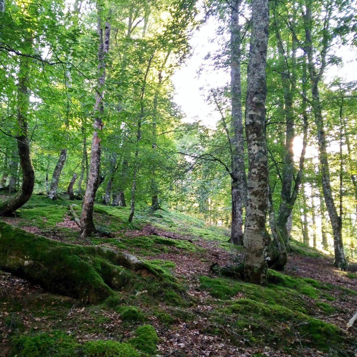 En sólo 30 días #Asturias ha vivido las 4 estaciones del año 🔝

#Naturaleza #Montaña #Rural #Vivobox #Experiencias