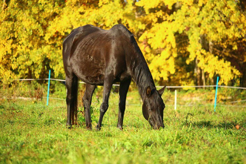 Equus_Line's tweet photo. Si el otro día veíamos diferentes cuidados del caballo para el otoño, hoy nos queremos centrar únicamente en su alimentación para esta estación del año. ¡Esperamos que os sea de utilidad!

-> https://t.co/ySC0Z9J7ME https://t.co/1XwC66VsUc