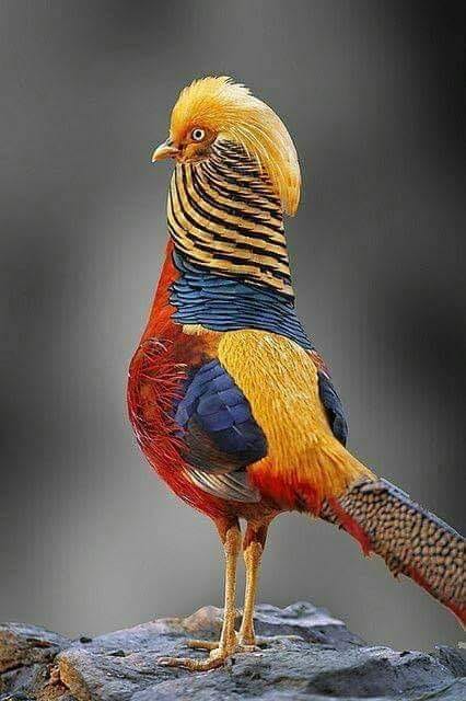 FlightsFinder's tweet image. The Golden Pheasants or Chinese Pheasants (Chrysolophus pictus) are native to forests in mountainous areas of western China.

#BirdHangout #BeautifulAnimation #birdsgallery #bird #birdpoker #birdphotography