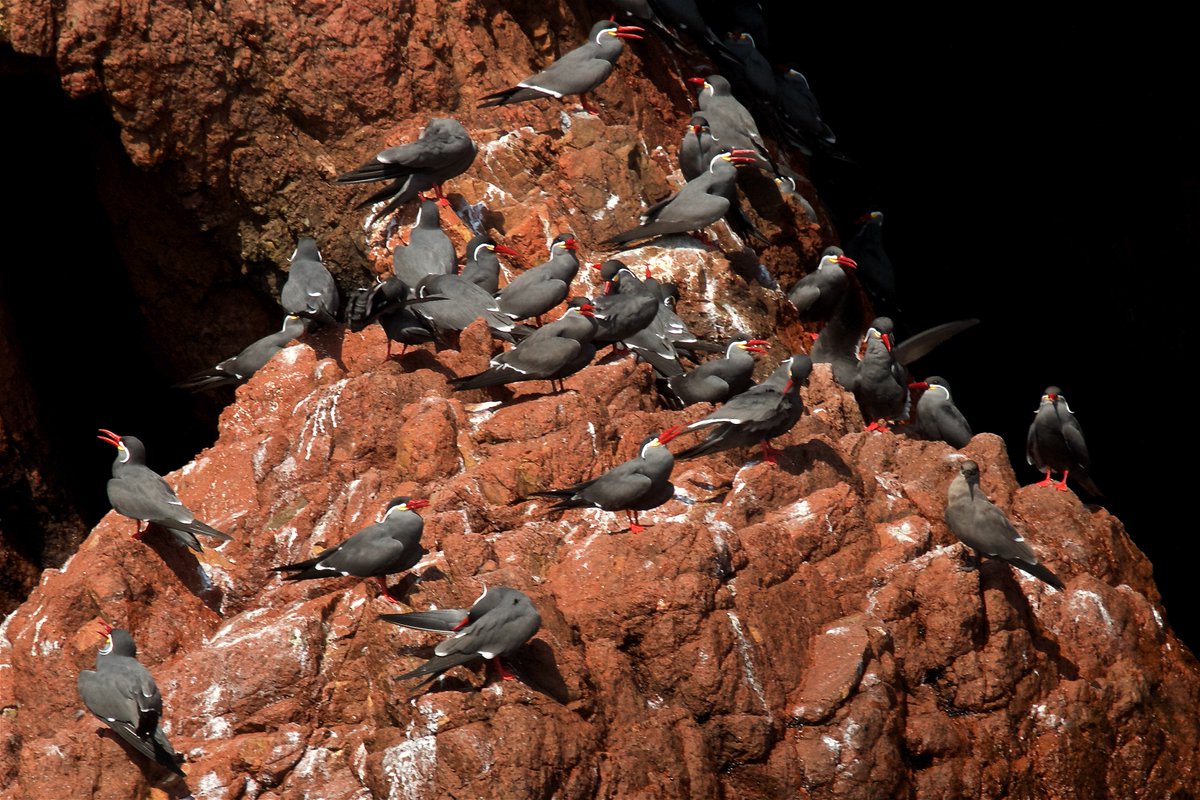 Travel with us to Peru to see this beautiful Inca Terns and many other birds!

#birds #birding #birdwatching #nature #photography #birdphotography #wildlife #wildlifephotography #ornitology #biology #birds #southamerica #birdphoto #birdphotos #birdpics  #peru #terns #southamerica