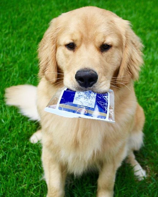 tribunsanatiofc's tweet photo. These grain free dog treats by @kronch_usa are deeelish! 1 ingredient: Fresh Salmon!!! ๐
๐
#kronch #allnatural
https://t.co/zHPIgpo1GT https://t.co/Fj4ZJ1nLEy
