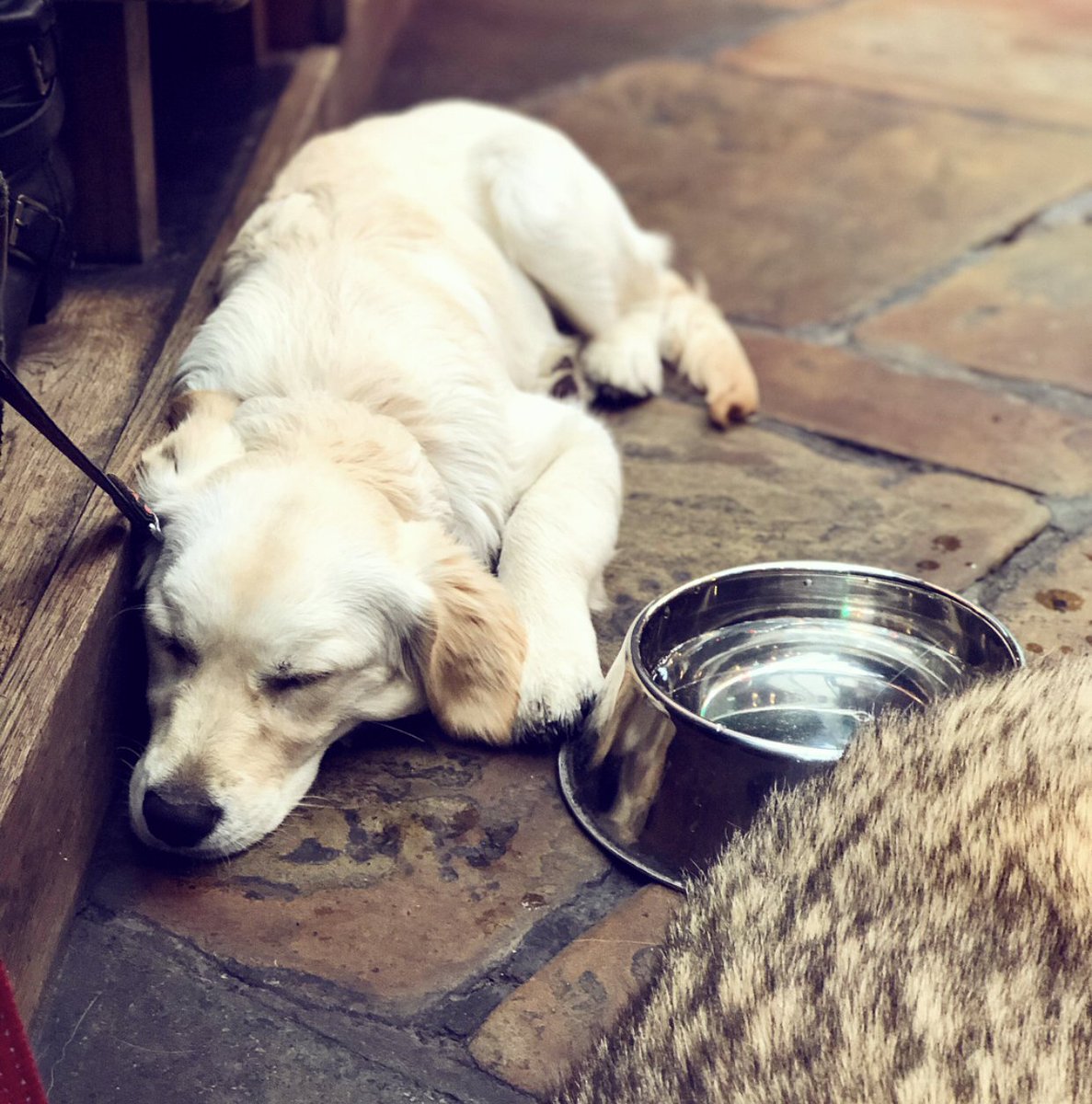 Indigo Yard On Twitter Sleepy Pup Having An Adorable Snooze With