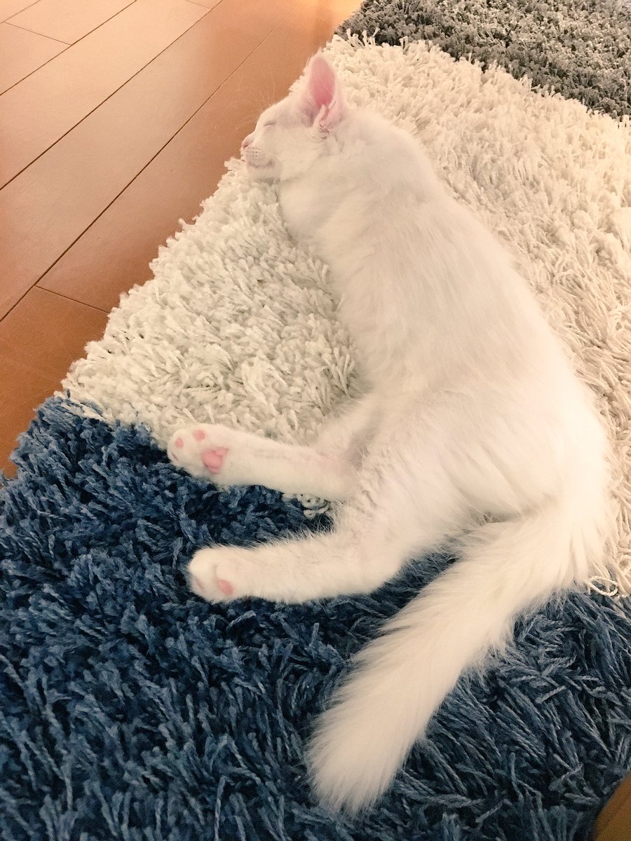 えりな きゃー 大地真央さんちメインクーン7匹もいた おっきい かわいい ふうこも生で真白くん見てほしい 少しもじっとしてないけどw えりな きゃー 大地真央さんちメインクーン7匹もいた おっきい かわいい ふうこも生で真白くん見てほしい 少しもじっとしてないけどw