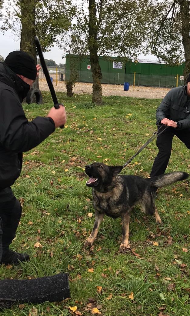 DerbysDogPolice's tweet photo. PD Skye criminal work training #StickAttack https://t.co/7jiTp9M527