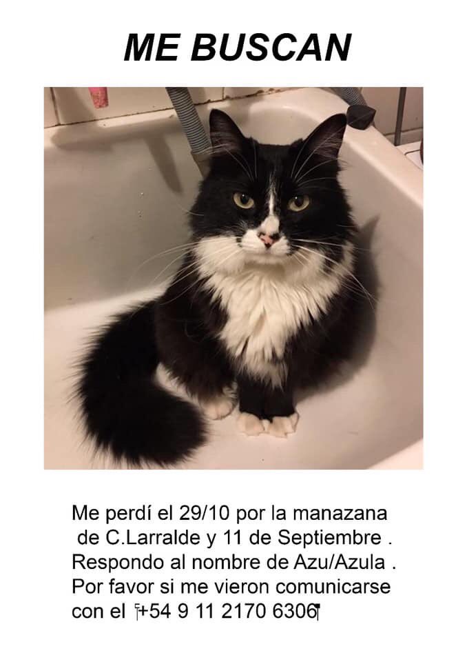 lahijadealem's tweet photo. Se perdio mi gatita por Bajo Nuñez, no vuelve desde ayer a media mañana. Es de tamaño mediano, peludita, responde a Azula o Azu. La amo muchisimo y la estamos buscando desesperados. No conozco mucha gente por este medio pero vale la pena probar. https://t.co/hotojSs6K2