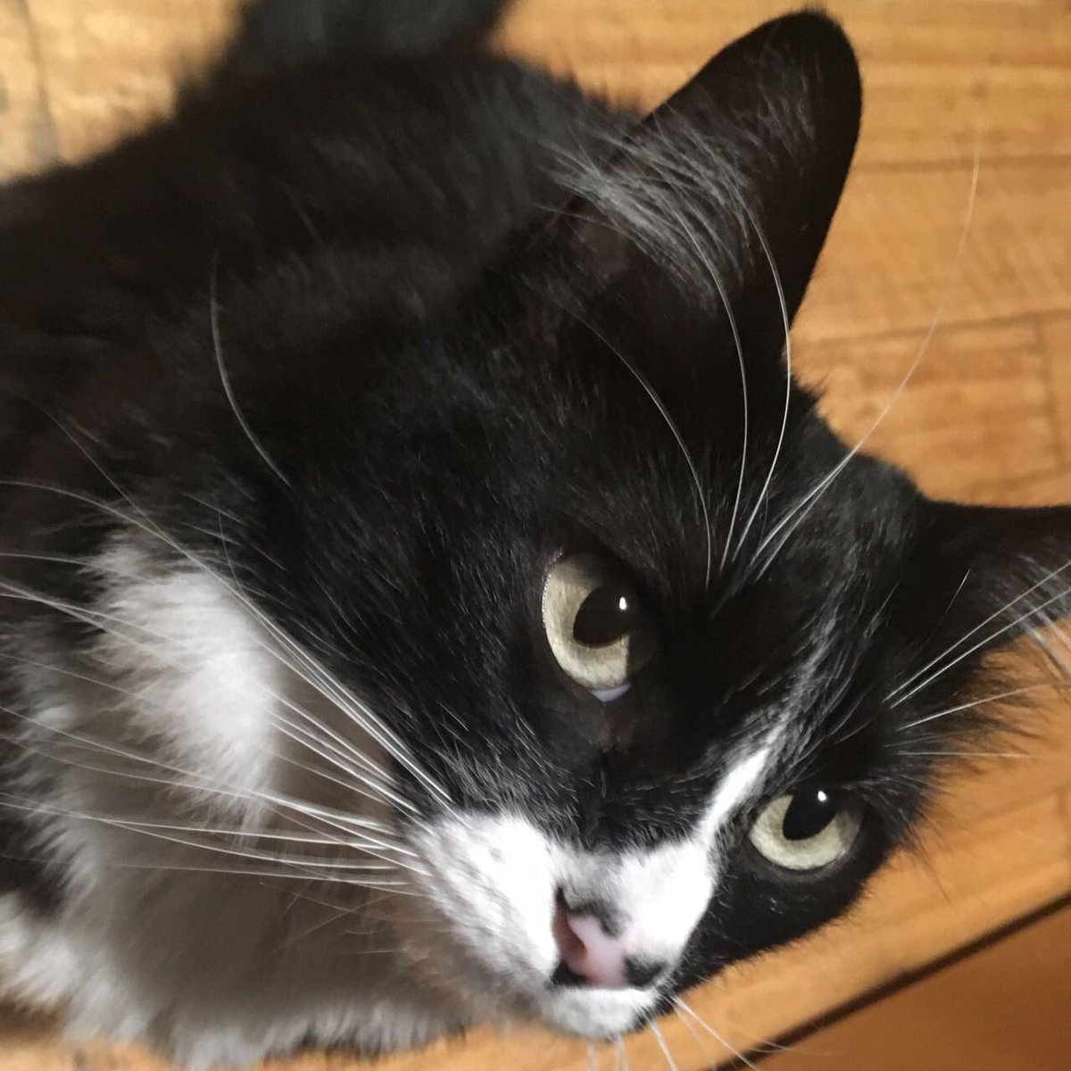 lahijadealem's tweet photo. Se perdio mi gatita por Bajo Nuñez, no vuelve desde ayer a media mañana. Es de tamaño mediano, peludita, responde a Azula o Azu. La amo muchisimo y la estamos buscando desesperados. No conozco mucha gente por este medio pero vale la pena probar. https://t.co/hotojSs6K2