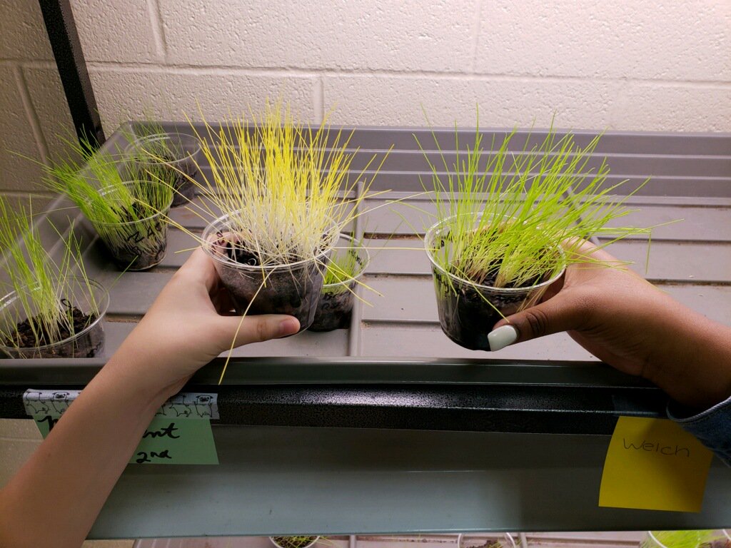 _BMSHornets's tweet image. Mrs. Kent's class investigating the impact sunlight has on photosynthesis. #bmsscience #bryantschools