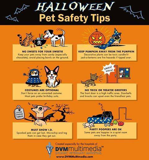 Make sure Halloween is fun for everyone - including your pets!

#Halloween #petsafetytips #doghalloweencostume
