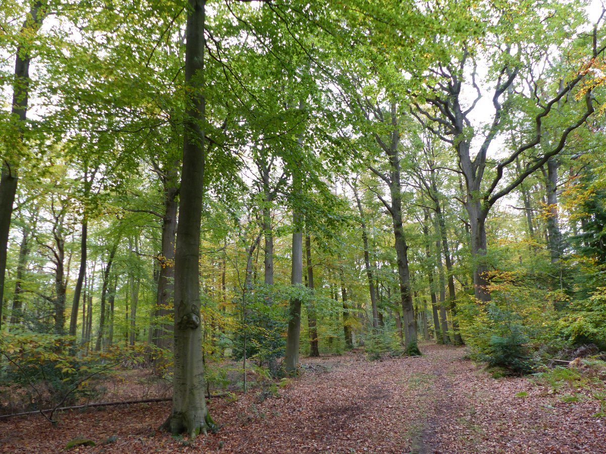 WaterVole's tweet photo. @ginbat @SteB777 I very much hope that you begin to feel better soon, Ginny! I went on a walk for you this afternoon and hugged a tree ... sending light and more, healing tree energy to you. I did not notice the face on the tree until I looked at the image! Xxxxxx #Flow #Fluminism #woodwideweb https://t.co/zkTIyXpuSD