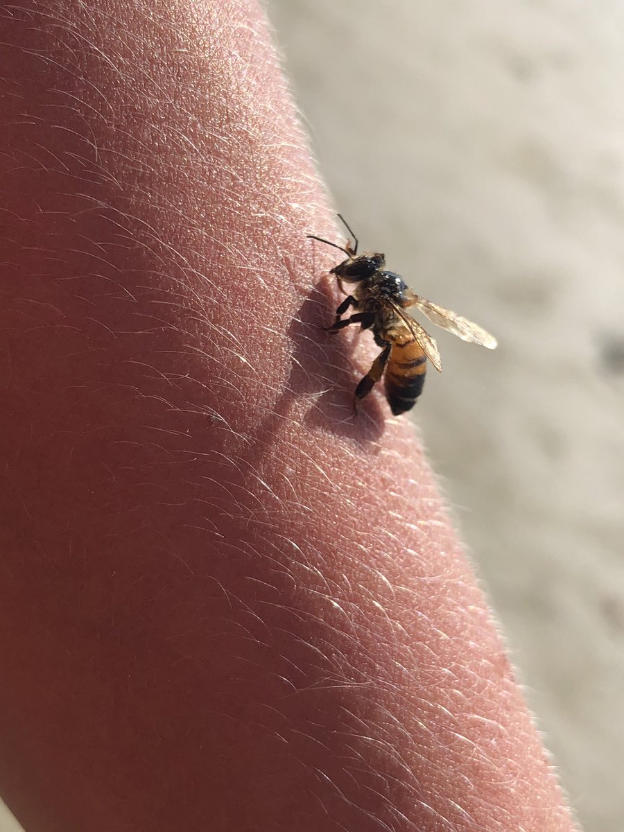 CellyMembrane's tweet photo. 🐝 beelieve in me and vote! #OrganelleVote2018 even this bee has some membrane protection.. every creature gets my attention 😏#love #bees https://t.co/jbFxyFuy4A