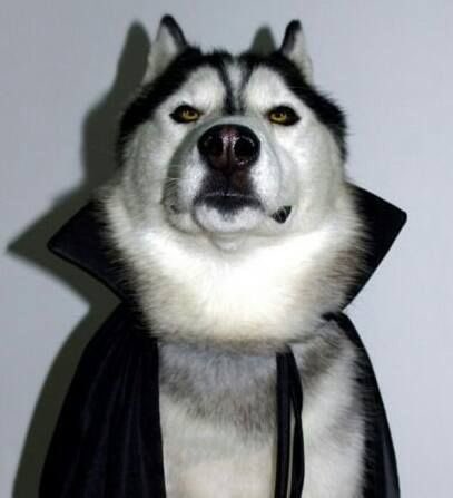 Huskyyjay's tweet photo. 🐶🧛🏽‍♂️ https://t.co/obg7jK0cIu