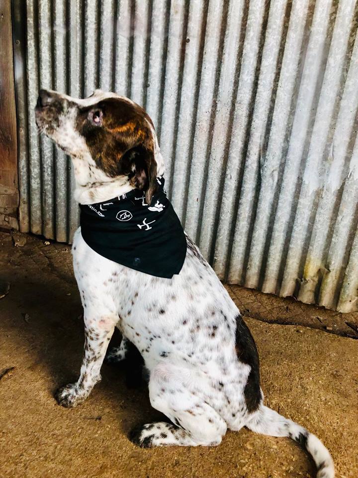 MetalWorkAustin's tweet image. Fresh MetalWork Austin t-shirts and bandanas courtesy of Automaton Print Forge! Come snag yours at our Austin Design Week 2018 studio tour on November 9th ⚒️ Or if you want to buy a t-shirt or bandana now let us know!
*bandana modeled by Le Bowski 🐾
#ADW18 #OpenDoors