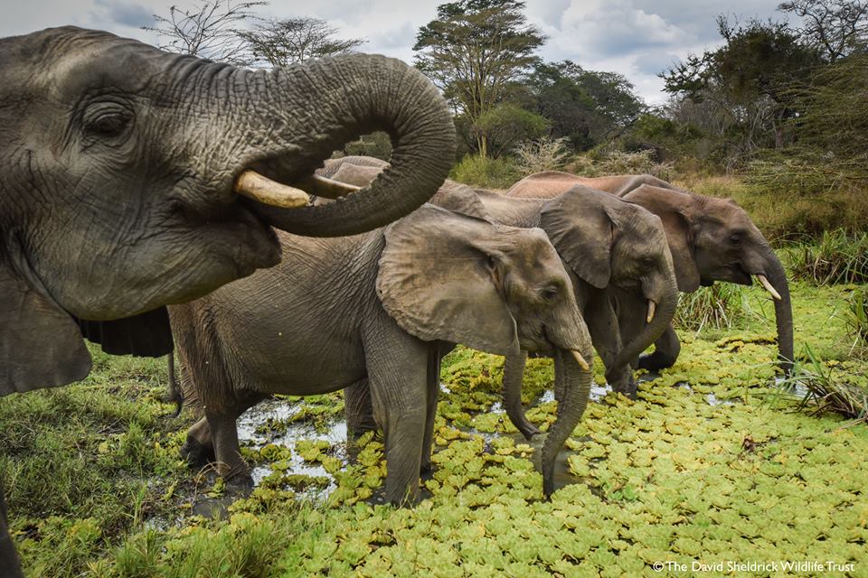 A forest paradise! When we built our 3rd Reintegration Unit back in 2014, we chose the Kibwezi Forest specifically for its all-year water sources &amp; plentiful food. As you can see, the babies love it!