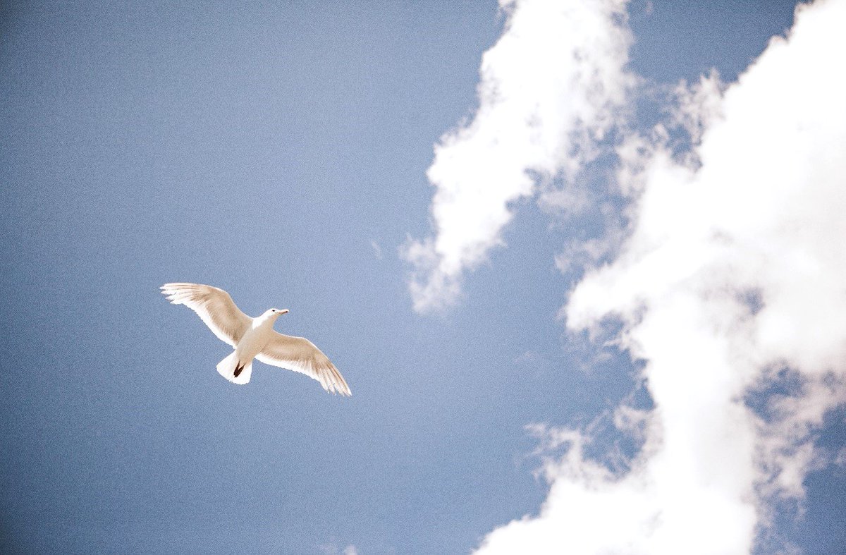 Missing these blue skies and sunnier days 🌞 🐦 
--
#Squamish #MissingSummer #BlueSkies #Fly #bird #seagull #Garibaldi #ExploreSquamish #WestCoastLifestyle #WestCoastLiving #SquamishLifestyle #Sun #summer #holborn #elevatinglifestyles #UniversityHeights #ModernbyNature