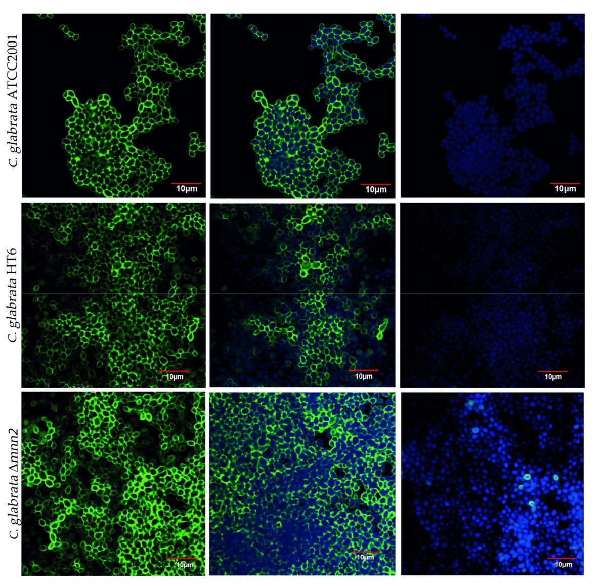 Biomolecules MDPI (Biomol_MDPI) Twitter