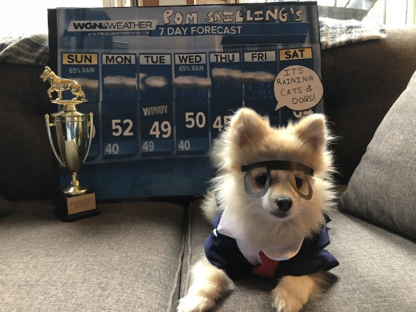 WGNTV's tweet photo. Gotta love our viewers. Meet "Pom" Skilling. #Halloween #Chicago

Upload YOUR Halloween pics to https://t.co/6rw5orBzNd  @Skilling https://t.co/GWQQL9fCBR
