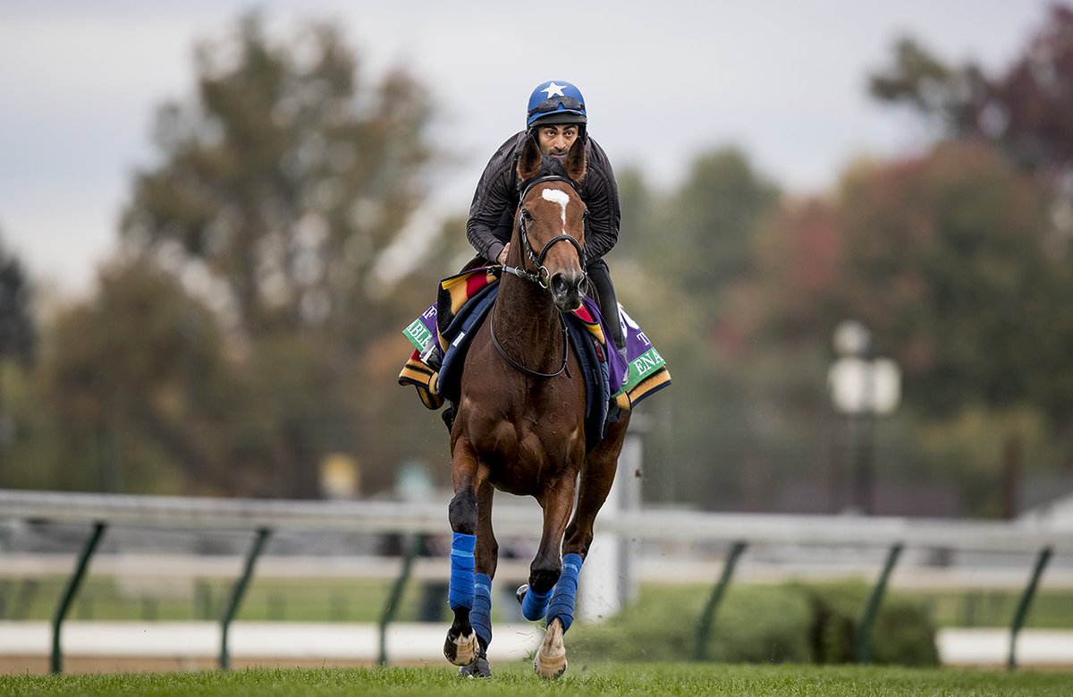 A_Evers's tweet photo. Enable gets her first feel of the @ChurchillDowns turf course #BC18 https://t.co/Ds6CI5IgJC