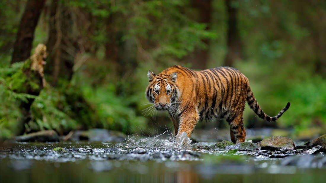 China has just reversed its 25-year ban on trading rhino horns and tiger bones
https://www.iflscience.com/policy/china-has-just-reversed-its-25year-ban-on-trading-rhino-horns-and-tiger-bones/ …